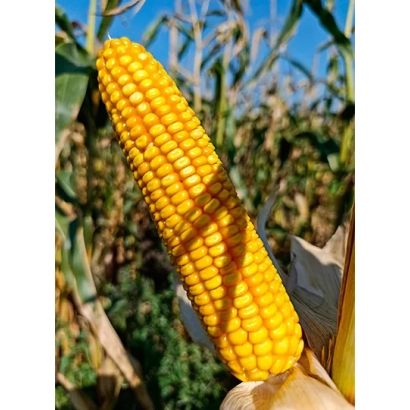 Желтая кукуруза на фоне поля - Бц 178