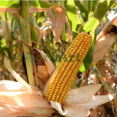 Mature corn cob of variety BC323 on the plant