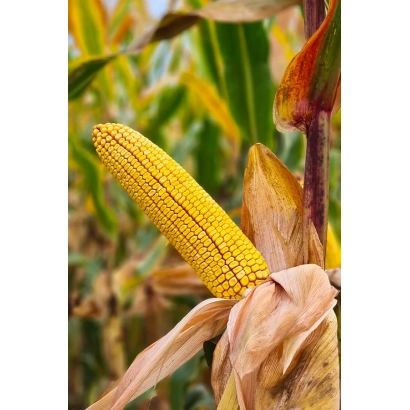 Свежая кукуруза BC415 на стебле в поле - БЦ415