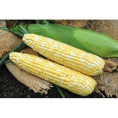 Два початка кукурузы на фоне мешковины - БИКУЛ