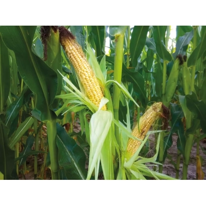 Дозріваючі початки кукурудзи на фоні зелених листків - БЕАНІЯ
