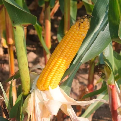 Свіжа кукурудза на стеблі в полі - БЕЛАМІ