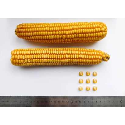 Two ears of corn and several kernels on a white background - BELKORN 250 MV