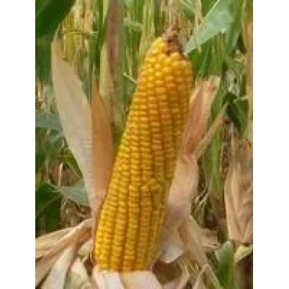 БЕЛКОС 250 МВ