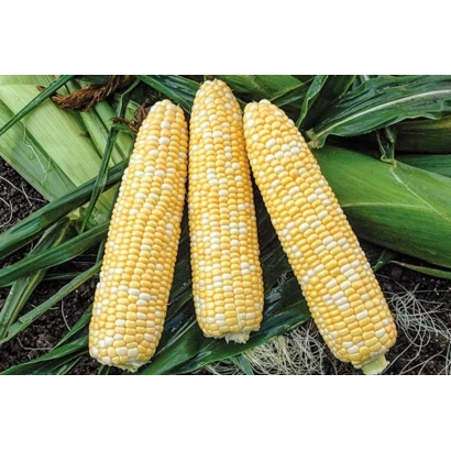 Three ears of corn BELTOYZ on a background of green leaves