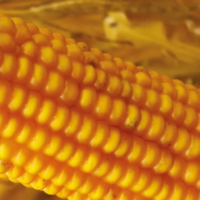 Желтая кукуруза сорта Белуджи КС