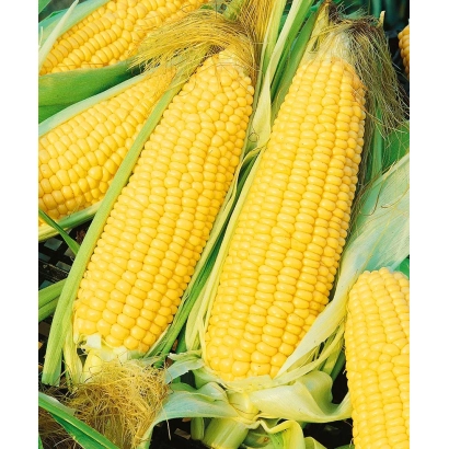 Fresh yellow corn cobs - BEN SAN 2