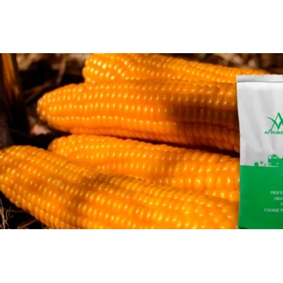 Пакет с семенами кукурузы на фоне початков - БЕРТА