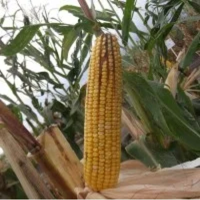 Золотий колос кукурудзи на фоні листя - БЕШТАУ