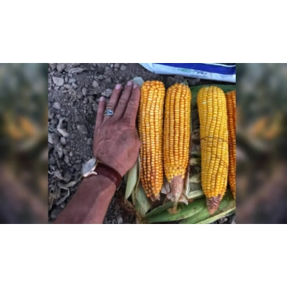 Рука держит три початка кукурузы сорта БХ 13 Н 514 на земле.