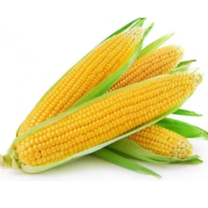 Три початка кукурузы на белом фоне - БХ 20306
