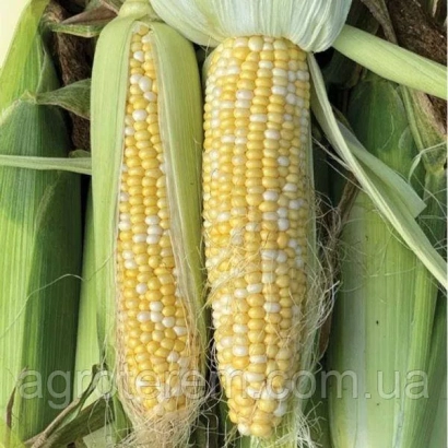 Два початка кукурузы сорта БХ 30105 на фоне листьев