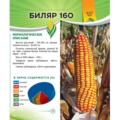 Мешок семян кукурузы БИЛЯР 160 с изображением початка и описанием сорта