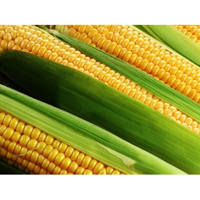 Свежая кукуруза в шелухе - Билозирский 295 СВ
