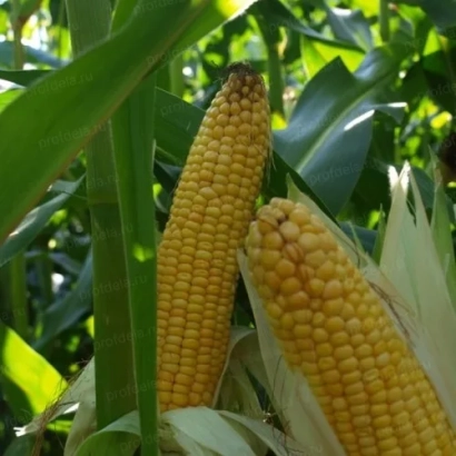 Fresh corn on the cob in a field - Bjork
