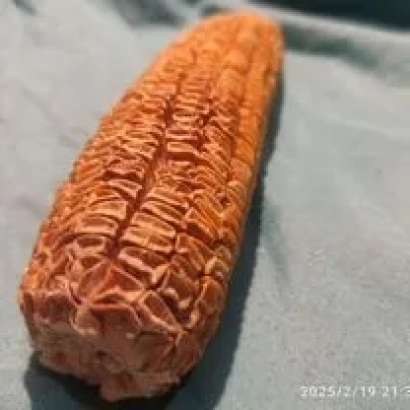 Сухой початок кукурузы БКР 105 на серой ткани