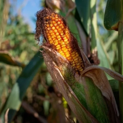Ripe corn cob on the plant - Bleid