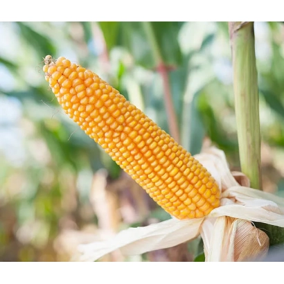 Свежий початок кукурузы Богемия на фоне зелёных листьев