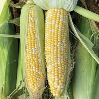 Два початка кукурузы на стебле - Болид
