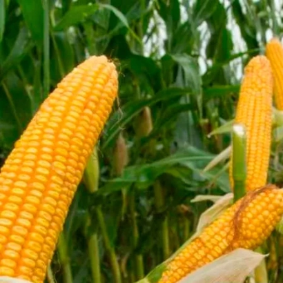 Fresh corn on the cob in a field - Bone