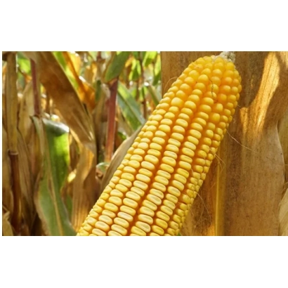 Желтая кукуруза на стебле в поле - БОНФАЙР
