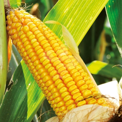 Желтая кукуруза на стебле с зелеными листьями - Бонфаер