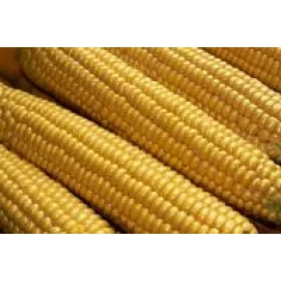 Желтые початки кукурузы сорта Борец МВ