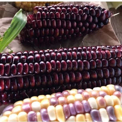 Колосья кукурузы Борги КС на деревянной поверхности