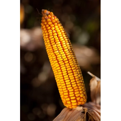 Золотой початок кукурузы на фоне - Борисфен 301 МВ