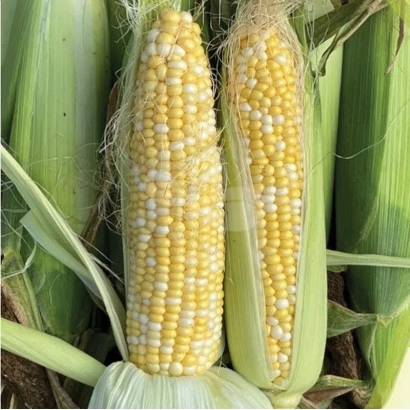 Два початка кукурузы на фоне листьев - Борисфен 433 МВ