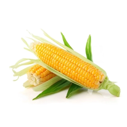 Желтая кукуруза в шелухе на белом фоне - Бутик