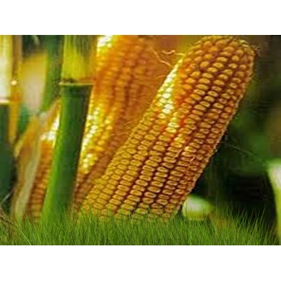 Золотистые початки кукурузы Бресси КС на зеленой траве