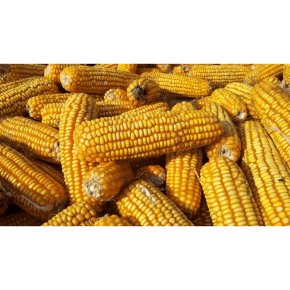 Свежая кукуруза на палке - Брикксо