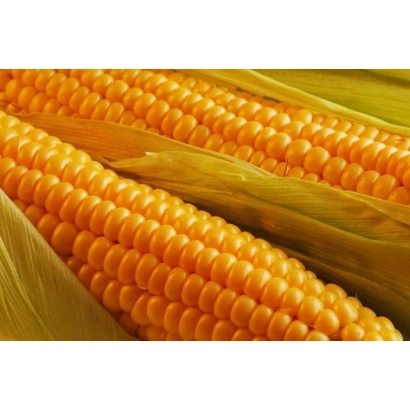 Свежая кукуруза в шелухе - Буг СВ