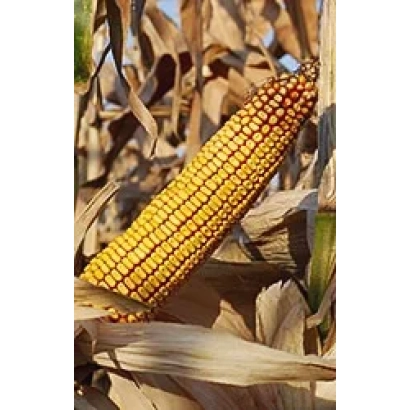 Золотой початок кукурузы на фоне сухих листьев - БЫСТРИЦА 400 МВ