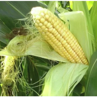 Свежий початок кукурузы 3207 на фоне листьев