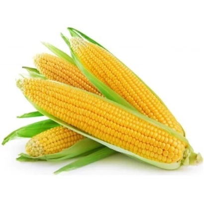 Свежая кукуруза 3229 на белом фоне