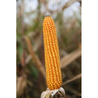 Золотой початок кукурузы Касандро на фоне сухой растительности