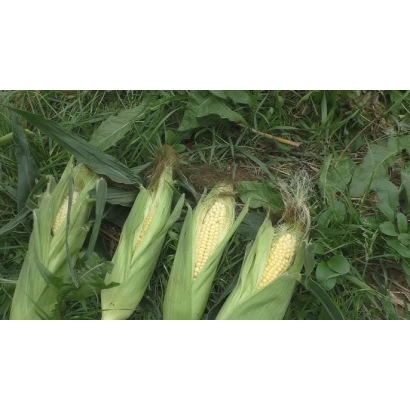 Свежая кукуруза в шелухе на зеленой траве - Селерина