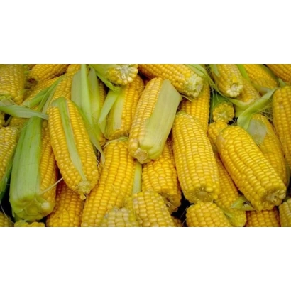 Желтые початки кукурузы Церезия
