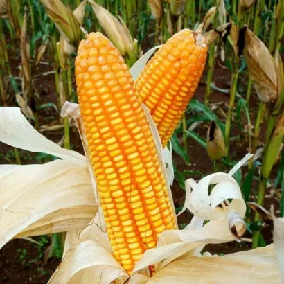 Золотистые початки кукурузы на фоне стеблей - Черкаський 227 МВ