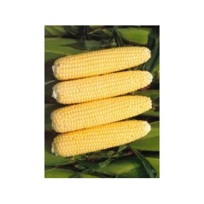 Четыре початка кукурузы на фоне листьев - Челленджер