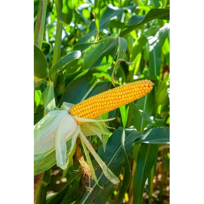 Золотой початок кукурузы Киянти КС на фоне зелёных листьев