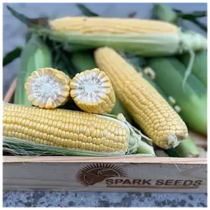 Corn cobs in a box with SPARK SEEDS logo - Clapton