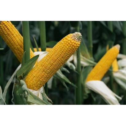 Свежие желтые початки кукурузы на стеблях - ЦМС 2907
