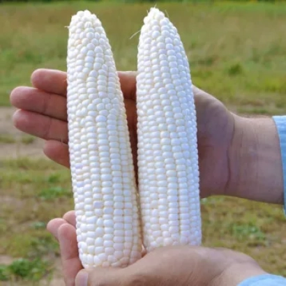 Две белые початки кукурузы ЦМС 6466 в руках на фоне поля