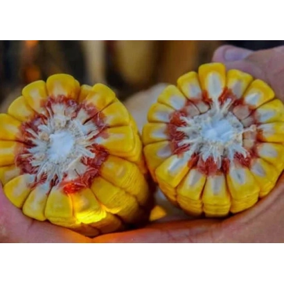 Кусок кукурузы с желтыми и красными зернами, держимый в руке - Кодеос