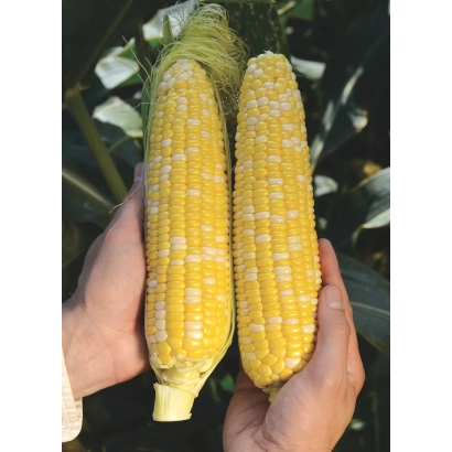 Two hands holding two ears of yellow corn against a green background. - Colisee