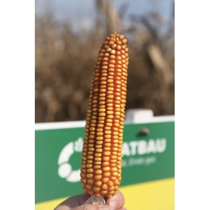 Кукуруза на фоне зелёного баннера с логотипом - Контенто