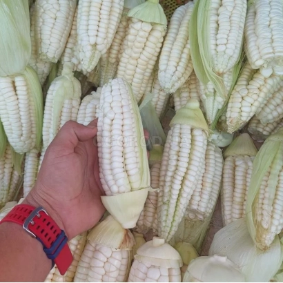 Hand holding an ear of corn against a background of other ears - CORESCO